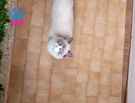 Erkek Ragdoll Aranıyor