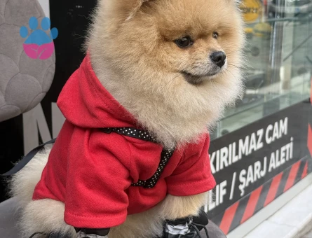 Poomeranian BOO Ayı surat dişi aramaktayız