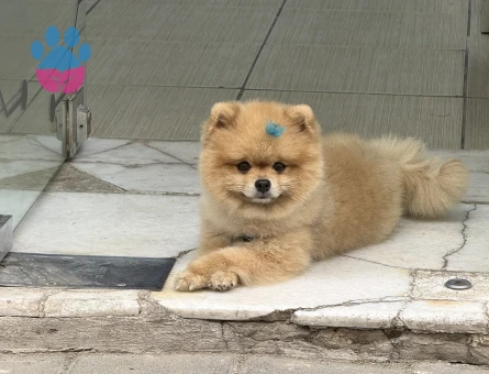 Poomeranian BOO Ayı surat dişi aramaktayız