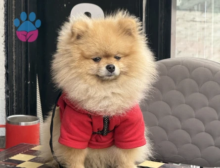 Poomeranian BOO Ayı surat dişi aramaktayız