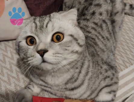 Scottish straight kedimi çiftleştirmek için dişi partner arıyorum