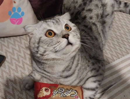 Scottish straight kedimi çiftleştirmek için dişi partner arıyorum