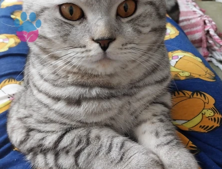 Scottish straight kedimi çiftleştirmek için dişi partner arıyorum