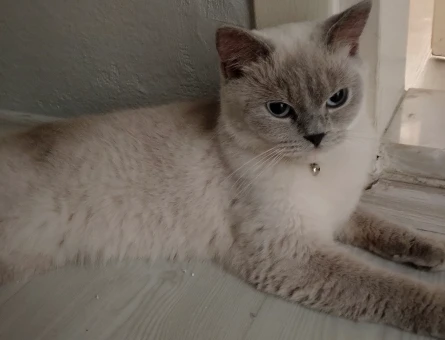 British SHorthair Dişi Kedim İçin Eş Arıyorum - 118970192
