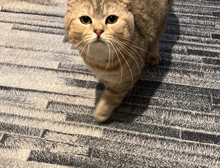 British shorthair oğlum için eş arıyorum - 118970211