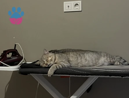 British shorthair oğlum için eş arıyorum