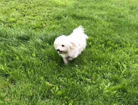 Terrier Oğluma Eş Arıyorum - 118970218