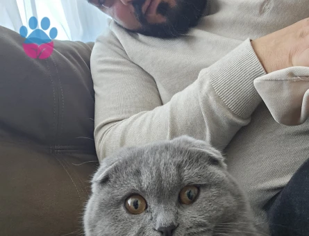 Kizimiza Damat ariyoruz