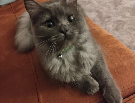 British Longhair kızımıza eş arıyoruz - 118978342