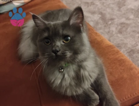 British Longhair kızımıza eş arıyoruz