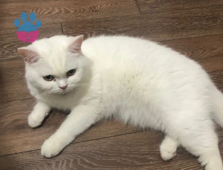 Güzel Kızım için aynı cins damat arıyoruz.