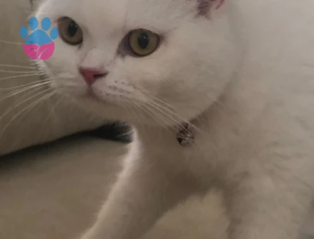 Güzel Kızım için aynı cins damat arıyoruz.