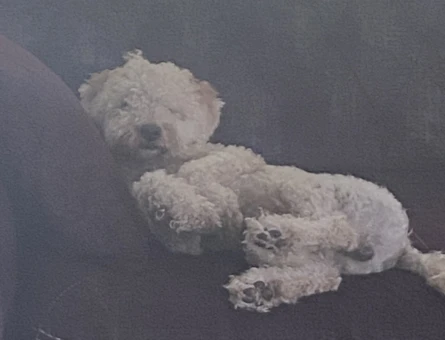 Toy Poodle 1,5 Yaşında Eş Arıyor - 118978347