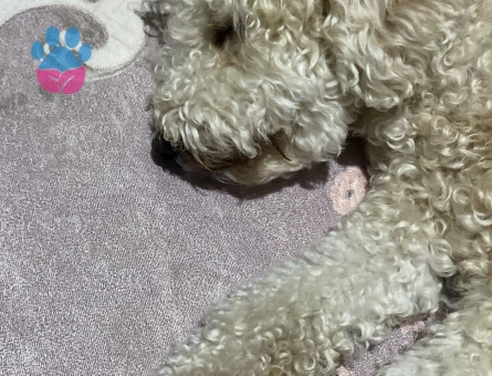 Toy Poodle 1,5 Yaşında Eş Arıyor