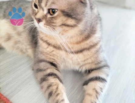 Erkek kedimize eş arıyoruz - 118984405