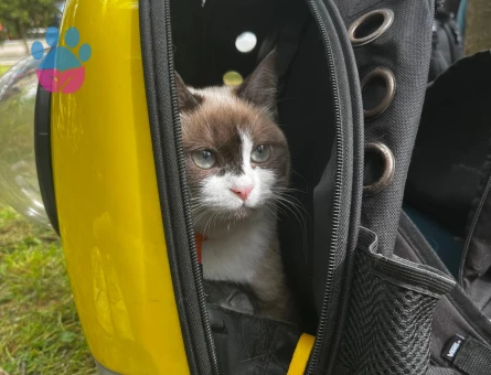 Ragdoll kızımıza ufak erkek kedi arıyoruz - 118984406