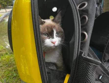 Ragdoll kızımıza ufak erkek kedi arıyoruz - 118984406