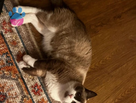Ragdoll kızımıza ufak erkek kedi arıyoruz