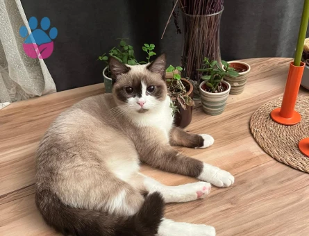 Ragdoll kızımıza ufak erkek kedi arıyoruz