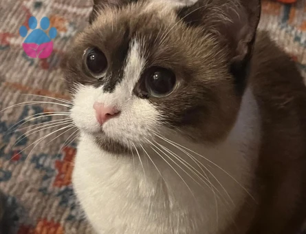 Ragdoll kızımıza ufak erkek kedi arıyoruz