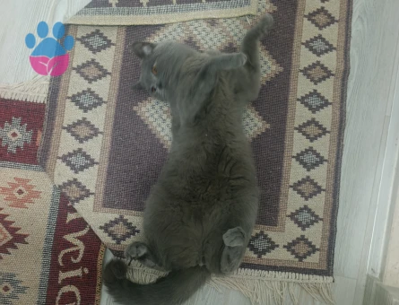 British Shorthair 1 Yaşında Eş Arıyor - 118984408