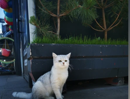 British Longhair Kedim Eş Arıyor - 118970754