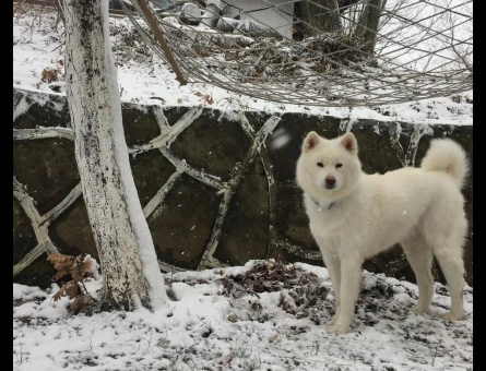 Akita Inu 5 Yaşında Eş Arıyor - 118970758