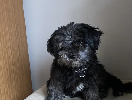 Maltese Terrier Dostumuza Eş Arıyoruz - 118970761