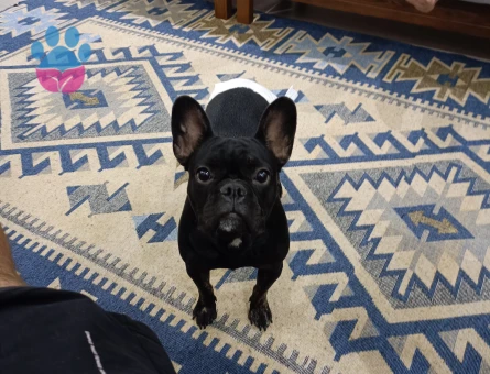 1 yaşında frenchbulldog Kızıma Eş Arıyorum