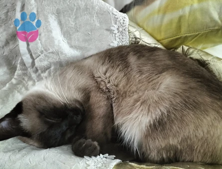 Kızıma Eş Arıyorum