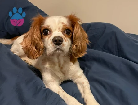 Yakisikli Kopegimize es ariyoruz:)