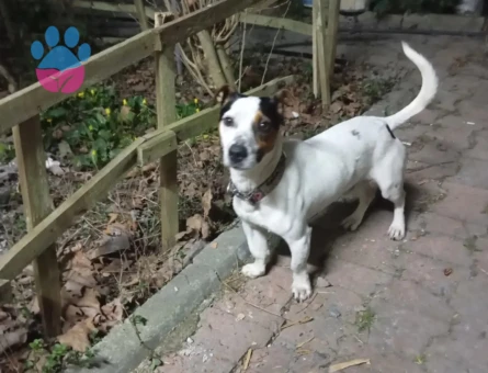 Jack Ruseel 1 Yaşında Köpeğim Eş Arıyor - 118984710