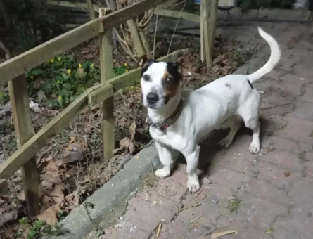 Jack Ruseel 1 Yaşında Köpeğim Eş Arıyor - 118984710