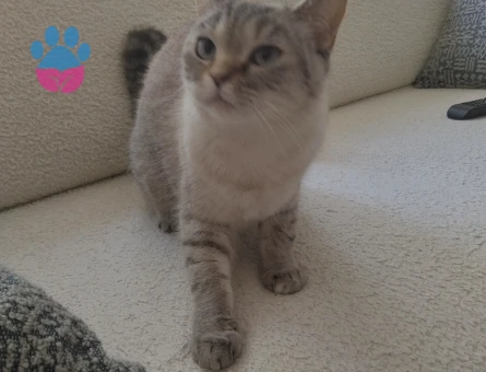 Yumağımıza eş arıyoruz😊 - 118984711