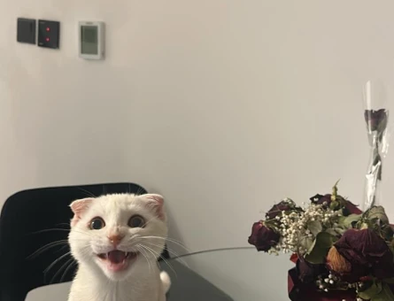Scottish Fold Leo için eş arıyoruz - 118984713