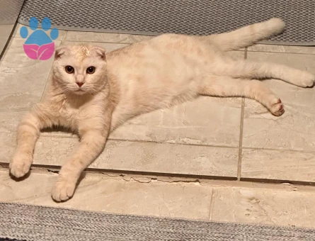 Scottish Fold Leo için eş arıyoruz
