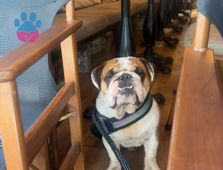 İngiliz Bulldog 4 Yaşında Yuva Arıyor - 118984718