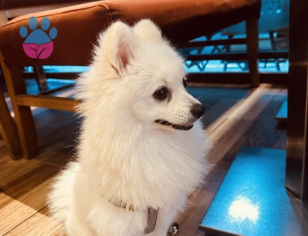 1 YAŞINDA POMERİAN KÖPEĞİME DİŞİ ARIYORUM - 118984719