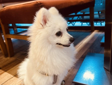 1 YAŞINDA POMERİAN KÖPEĞİME DİŞİ ARIYORUM - 118984719