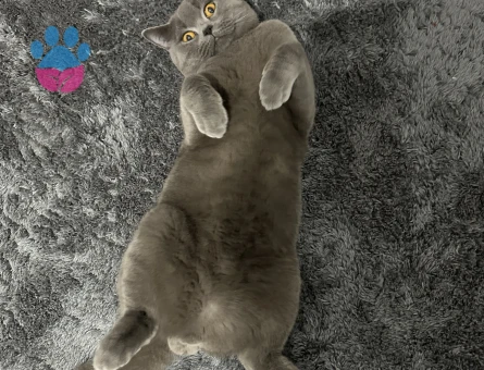 British Shorthair Dişi eş aranıyor