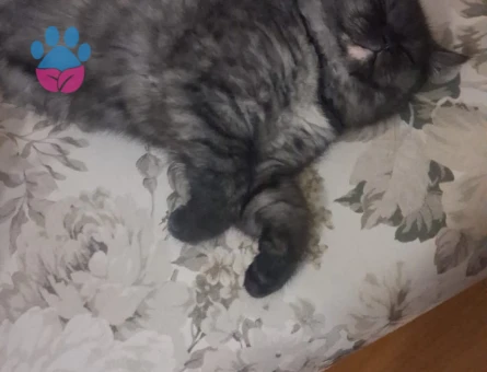 British Shorthair 1 Yaşında Zeytin Eş Arıyor - 118984721