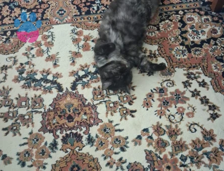 British Shorthair 1 Yaşında Zeytin Eş Arıyor