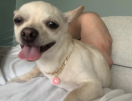 Chihuahua 1 Yaşında Eş Arıyor - 118971380