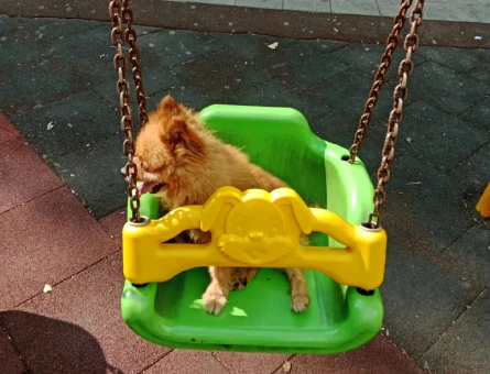 Poomeranian Boo 4 Yaşında Eş Arıyor - 118971381