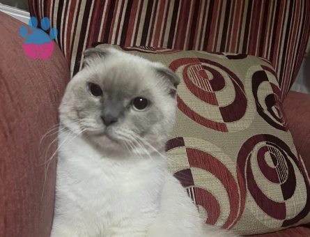 Tecrübeli British Kedime Eş Arıyorum