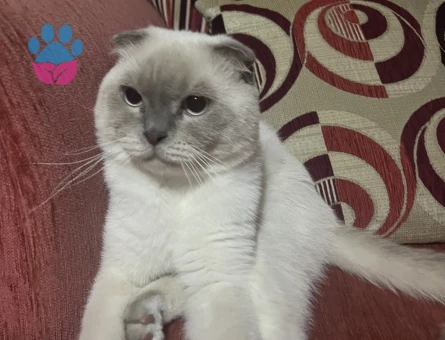 Tecrübeli British Kedime Eş Arıyorum