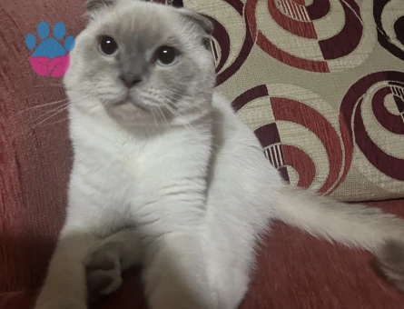 Tecrübeli British Kedime Eş Arıyorum