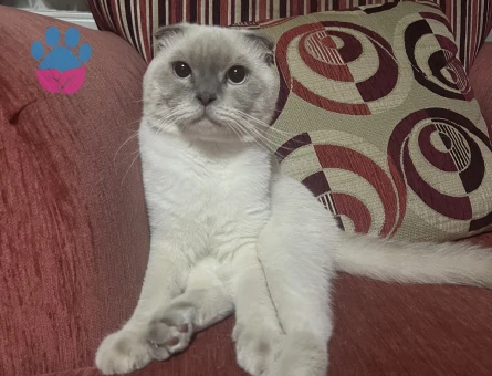 Tecrübeli British Kedime Eş Arıyorum