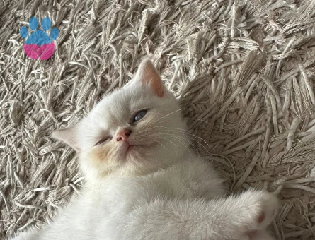 British Shorthair Kedim Eş Arıyor