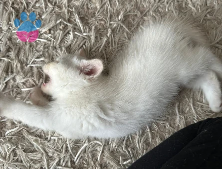 British Shorthair Kedim Eş Arıyor